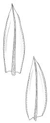 Bryum crassum, leaves. Drawn from G.O.K. Sainsbury 1633, CHR 490286, and K.W. Allison 117, CHR 490278.
 Image: R.C. Wagstaff © Landcare Research 2015 
